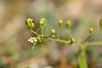 Thesium humifusum