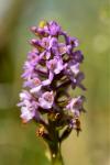 Gymnadenia pyrenaica