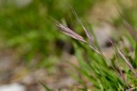 Anisantha diandra