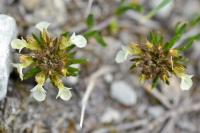 Teucrium montanum