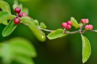 Lonicera xylosteum