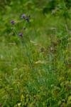 Centaurea scabiosa