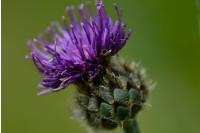 Centaurea scabiosa