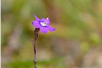 Legousia speculum-veneris