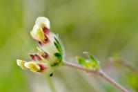Anthyllis vulneraria