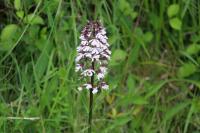Orchis purpurea
