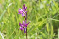 Anacamptis laxiflora