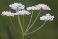 Oenanthe silaifolia