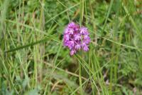 Anacamptis pyramidalis