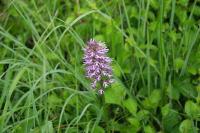 Orchis simia