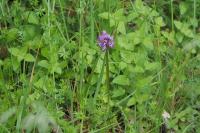 Orchis simia
