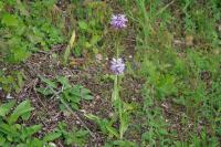 Orchis simia