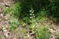 Cephalanthera longifolia