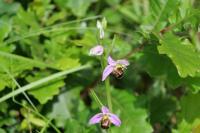 Ophrys apifera