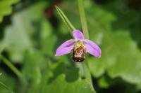 Ophrys apifera