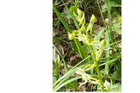 Platanthera bifolia