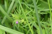 Geranium dissectum