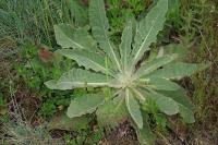 Verbascum