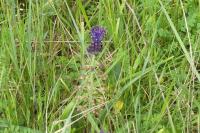 Muscari comosum