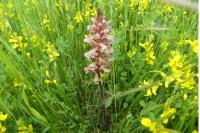 Orobanche minor