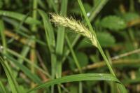 Carex hirta