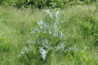 Onopordum acanthium