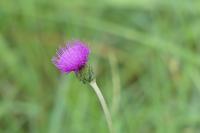 Cirsium dissectum