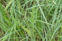 Cirsium dissectum