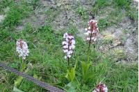 Orchis purpurea