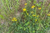 Hippocrepis comosa