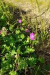 Geranium sanguineum