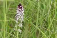 Neotinea ustulata