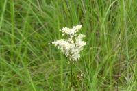 Filipendula vulgaris