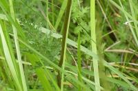 Filipendula vulgaris