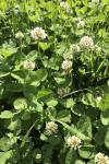 Trifolium repens