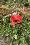 Papaver rhoeas