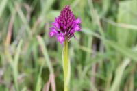 Anacamptis pyramidalis
