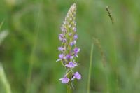 Gymnadenia conopsea