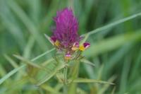 Melampyrum arvense
