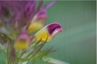Melampyrum arvense