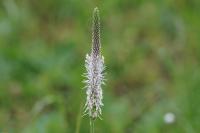 Plantago media