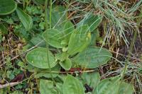 Plantago media