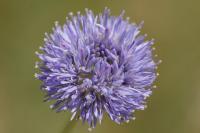 Jasione montana