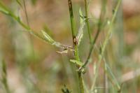 Jasione montana