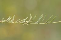 Linaria supina