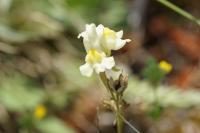 Linaria supina