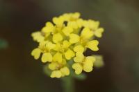 Alyssum montanum