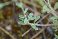 Alyssum montanum