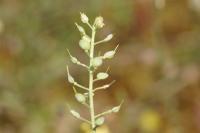 Alyssum montanum
