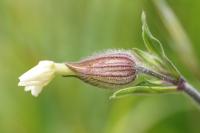 Silene latifolia